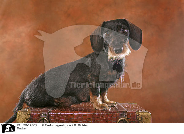 Dackel / Dachshund / RR-14805