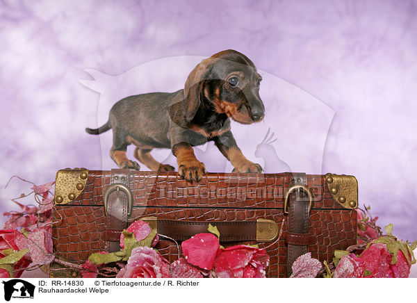 Rauhaardackel Welpe / Teckel Puppy / RR-14830