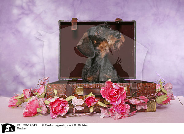 Dackel / Dachshund / RR-14843