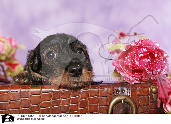 Rauhaardackel Welpe / Teckel Puppy / RR-14854