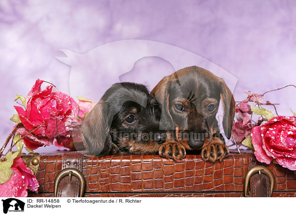 Dackel Welpen / Teckel Puppies / RR-14858