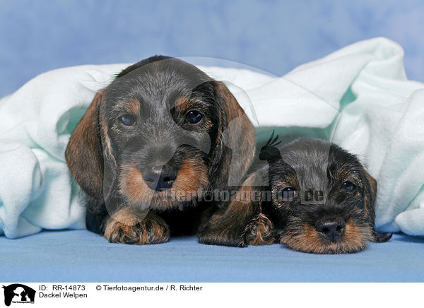 Dackel Welpen / Teckel Puppies / RR-14873