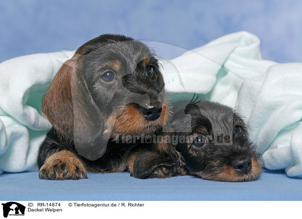 Dackel Welpen / Teckel Puppies / RR-14874
