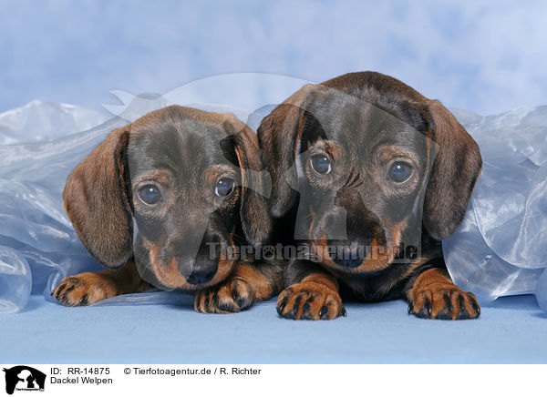 Dackel Welpen / Teckel Puppies / RR-14875