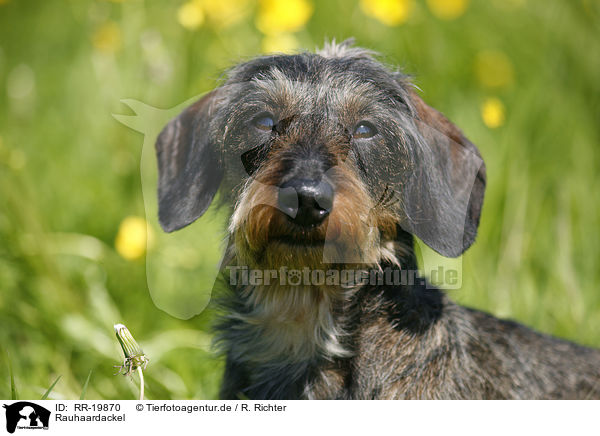 Rauhaardackel / RR-19870