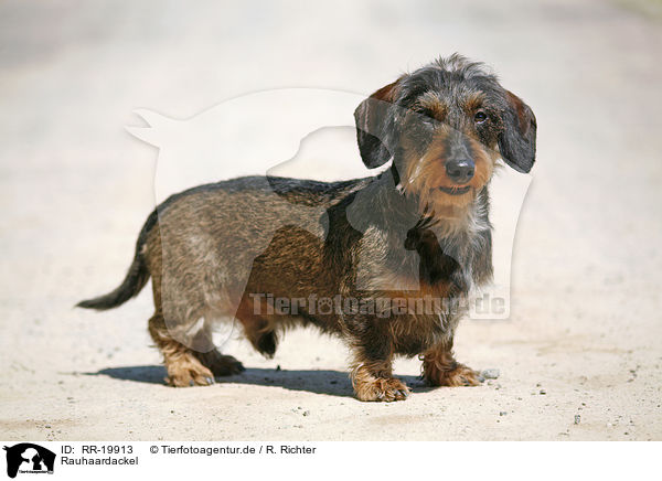 Rauhaardackel / RR-19913