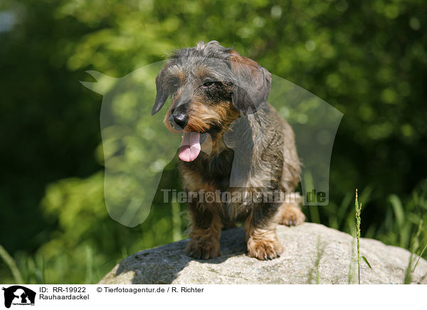 Rauhaardackel / dachshund / RR-19922