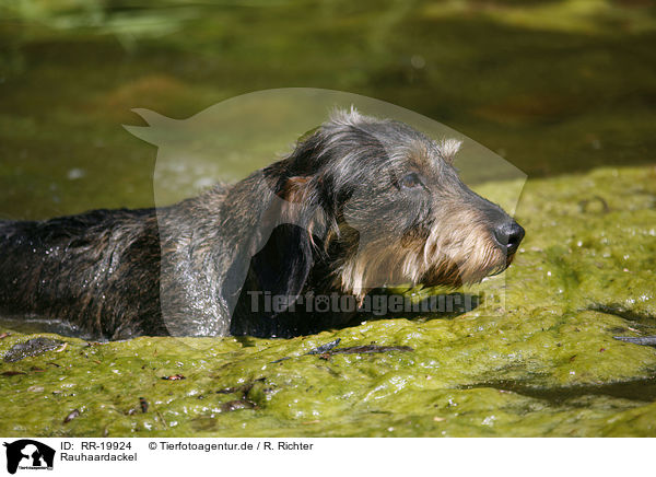 Rauhaardackel / dachshund / RR-19924