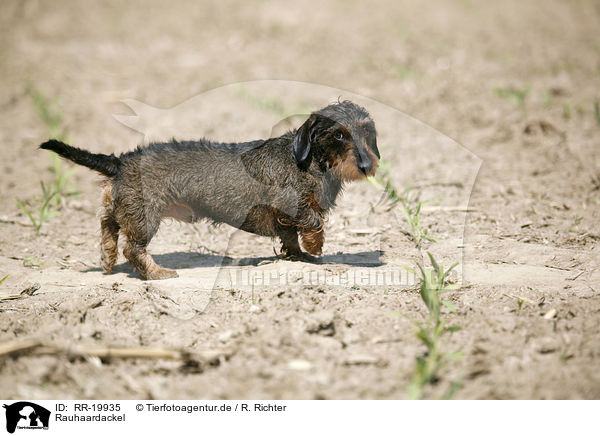 Rauhaardackel / dachshund / RR-19935