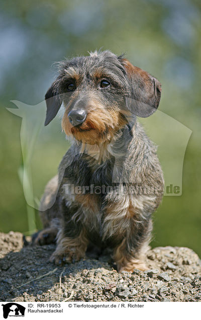 Rauhaardackel / dachshund / RR-19953