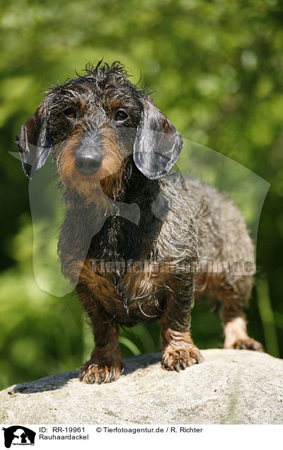 Rauhaardackel / dachshund / RR-19961
