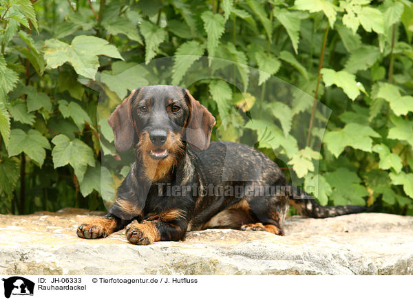 Rauhaardackel / wirehaired Teckel / JH-06333