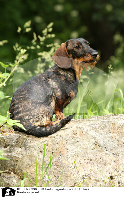Rauhaardackel / wirehaired Teckel / JH-06336