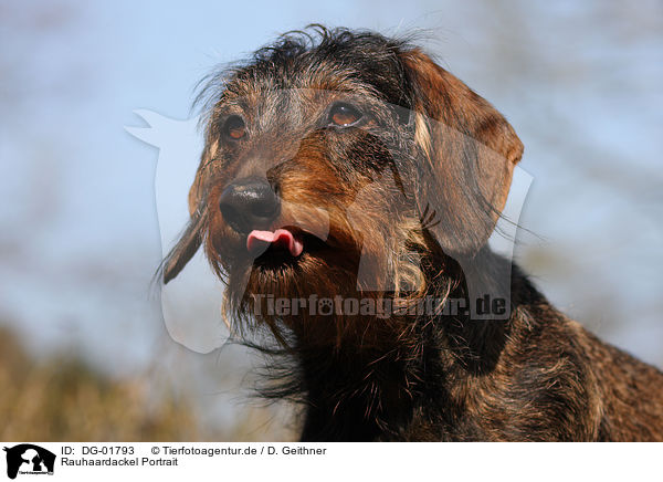 Rauhaardackel Portrait / DG-01793