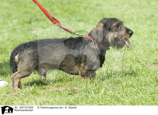 Rauhaardackel / teckel / SST-07295