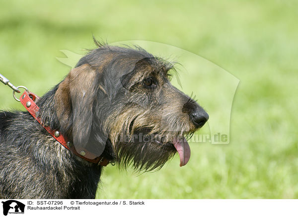 Rauhaardackel Portrait / teckel portrait / SST-07296