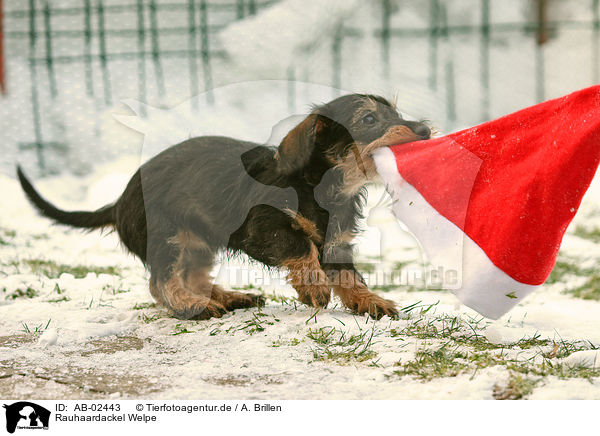 Rauhaardackel Welpe / teckel puppy / AB-02443