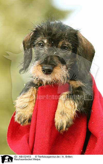 Rauhaardackel Welpe / teckel puppy / AB-02453