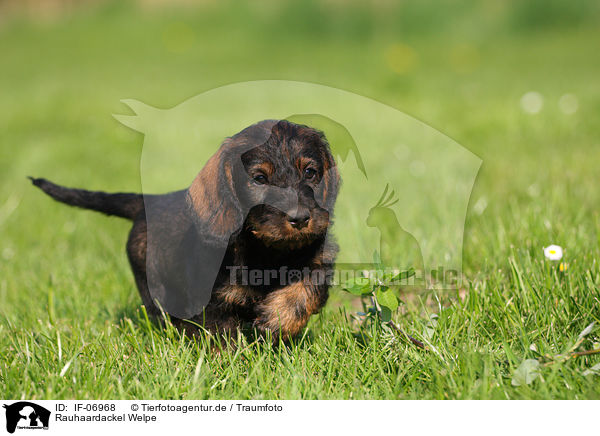 Rauhaardackel Welpe / wirehaired Dachshund Puppy / IF-06968