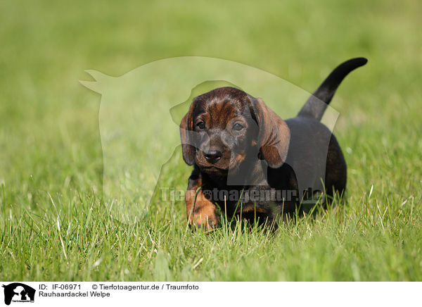 Rauhaardackel Welpe / wirehaired Dachshund Puppy / IF-06971