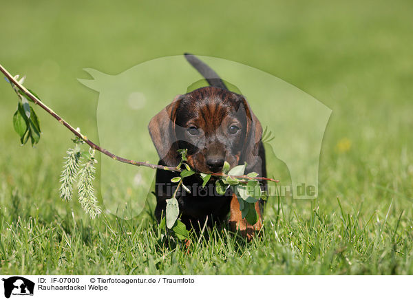 Rauhaardackel Welpe / wirehaired Dachshund Puppy / IF-07000