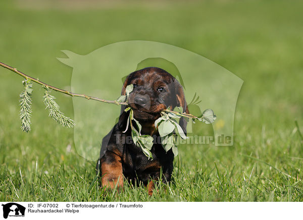 Rauhaardackel Welpe / wirehaired Dachshund Puppy / IF-07002