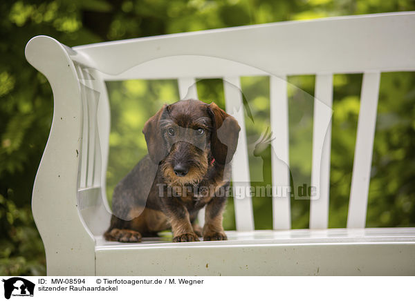 sitzender Rauhaardackel / sitting wire-haired Dachshund / MW-08594
