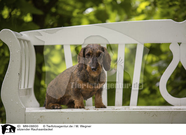 sitzender Rauhaardackel / sitting wire-haired Dachshund / MW-08600