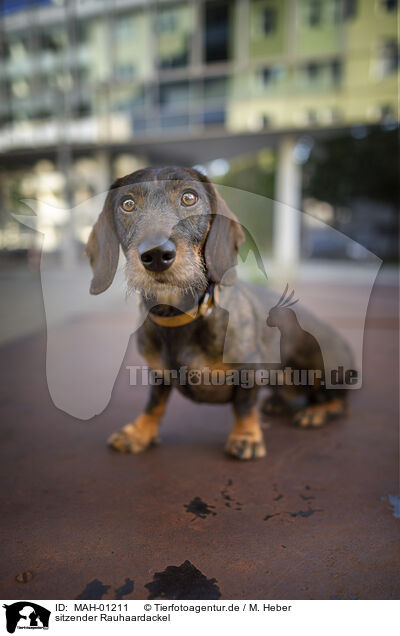 sitzender Rauhaardackel / sitting Dachshund / MAH-01211
