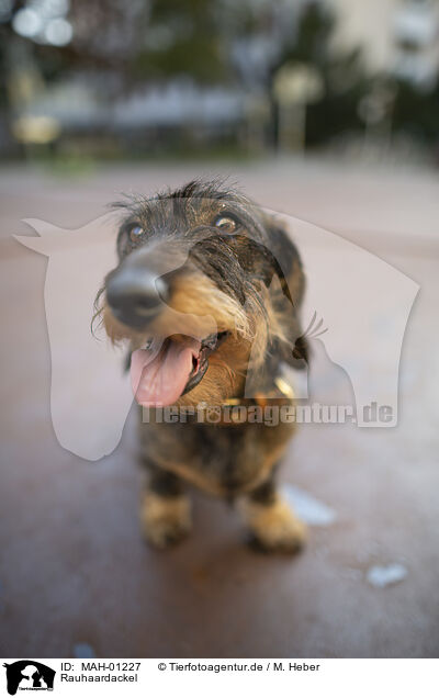 Rauhaardackel / Dachshund / MAH-01227