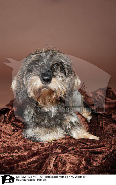 Rauhaardackel Hndin / female wire-haired dachshund / MW-13674