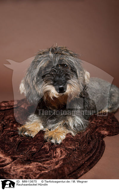 Rauhaardackel Hndin / female wire-haired dachshund / MW-13675
