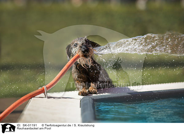 Rauhaardackel am Pool / wire-haired Dachshund at the pool / SK-01191