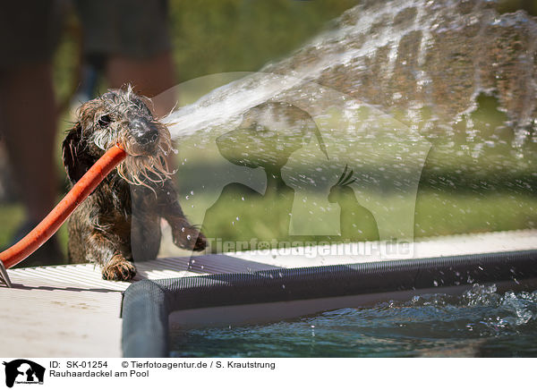 Rauhaardackel am Pool / wire-haired Dachshund at the pool / SK-01254