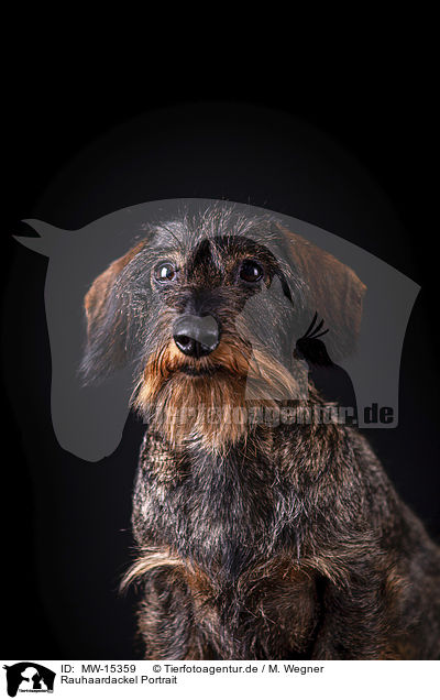 Rauhaardackel Portrait / wirehaired Dachshund Portrait / MW-15359