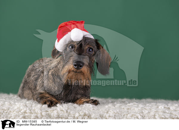 liegender Rauhaardackel / lying wirehaired Dachshund / MW-15385