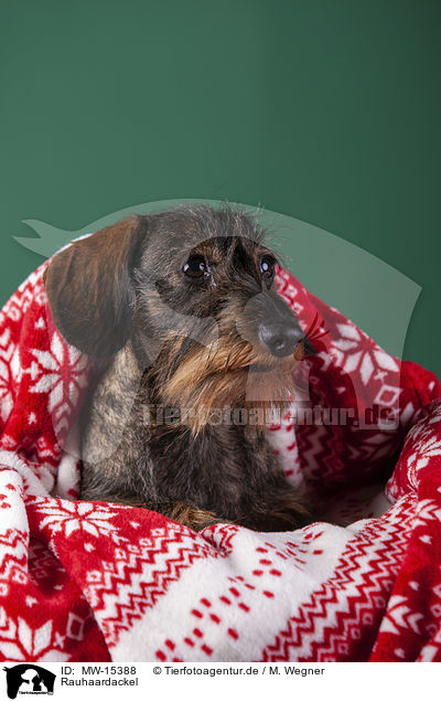 Rauhaardackel / wirehaired Dachshund / MW-15388