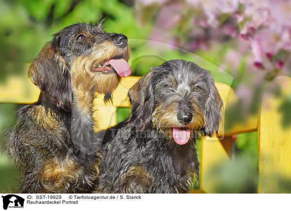 Rauhaardackel Portrait / Dachshund portrait / SST-19929