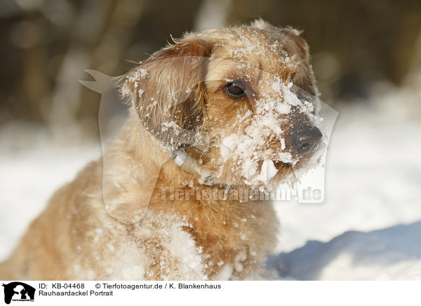 Rauhaardackel Portrait / wirehaired Dachshund portrait / KB-04468
