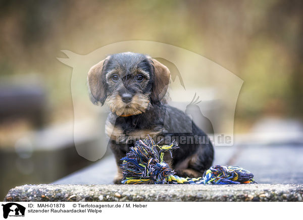 sitzender Rauhaardackel Welpe / sitting wirehaired Dachshunds Puppy / MAH-01878