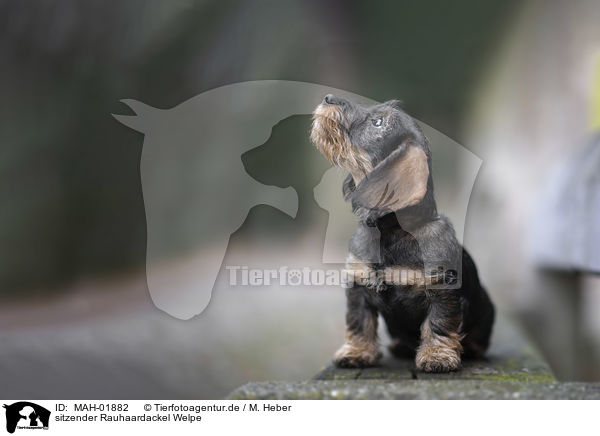 sitzender Rauhaardackel Welpe / sitting wirehaired Dachshunds Puppy / MAH-01882