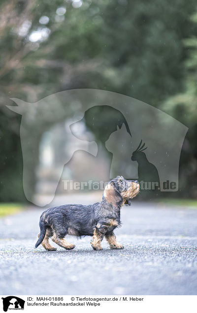 laufender Rauhaardackel Welpe / walking wirehaired Dachshunds Puppy / MAH-01886