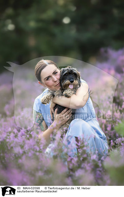 saufarbener Rauhaardackel / female wirehaired Dachshund / MAH-02098