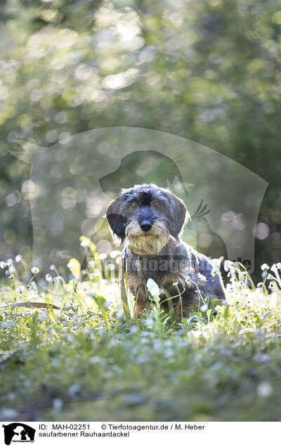 saufarbener Rauhaardackel / MAH-02251