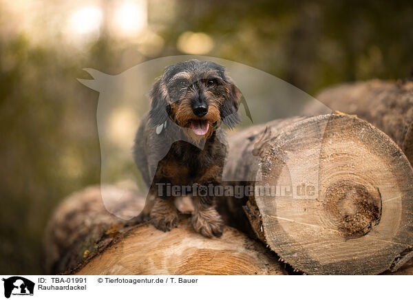 Rauhaardackel / wire-haired Dachshund / TBA-01991
