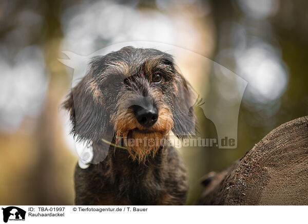 Rauhaardackel / wire-haired Dachshund / TBA-01997