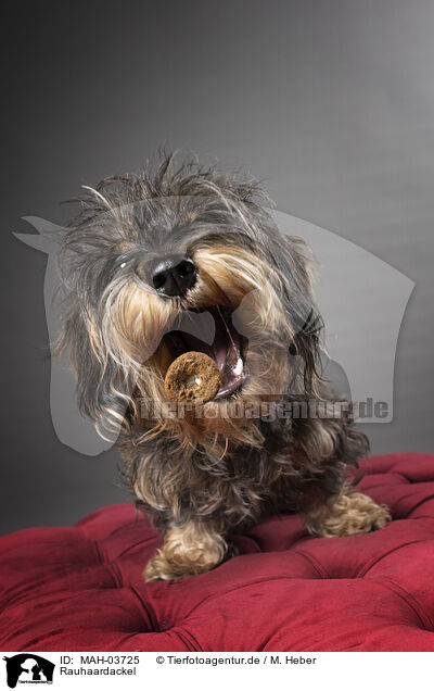 Rauhaardackel / wirehaired Dachshund / MAH-03725