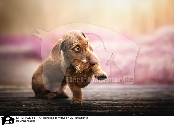 Rauhaardackel / wire-haired dachshund / DH-02844