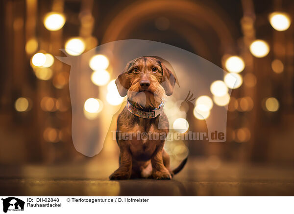 Rauhaardackel / wire-haired dachshund / DH-02848
