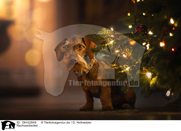 Rauhaardackel / wire-haired dachshund / DH-02849